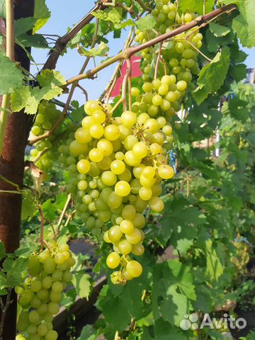 Саженцы 8 сортов винограда