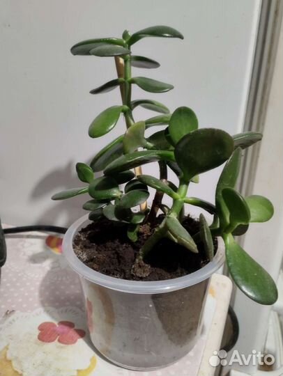 Денежное дерево