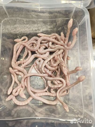 Змея маисовый полоз