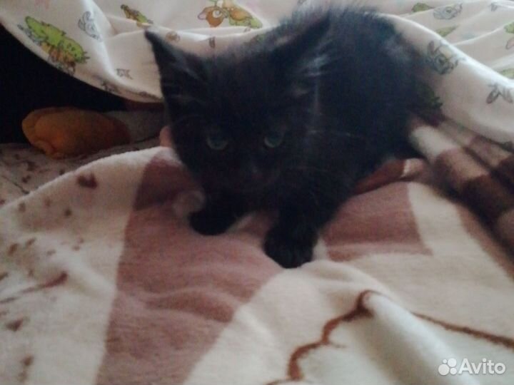 Котята в добрые руки бесплатно девочка