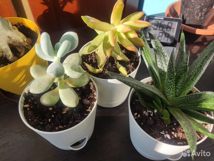 Суккуленты Гастерия, коланхоэ, домашние растения