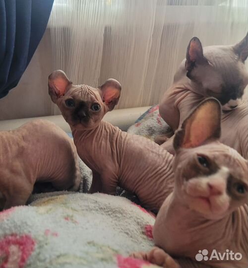 Канадский сфинкс Эльфики