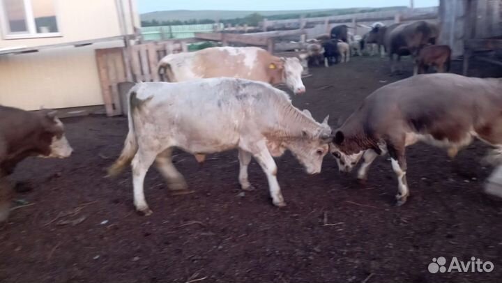 Бычки 1.5 года
