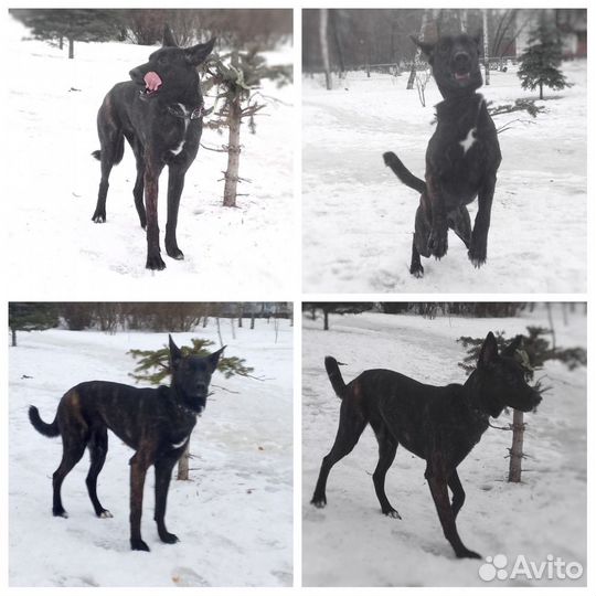 Щенки метисы в надежные руки