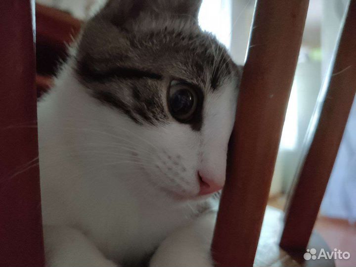 Кошка в дар бесплатно