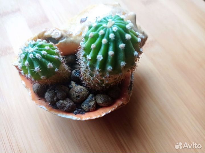 Кактусы и суккуленты