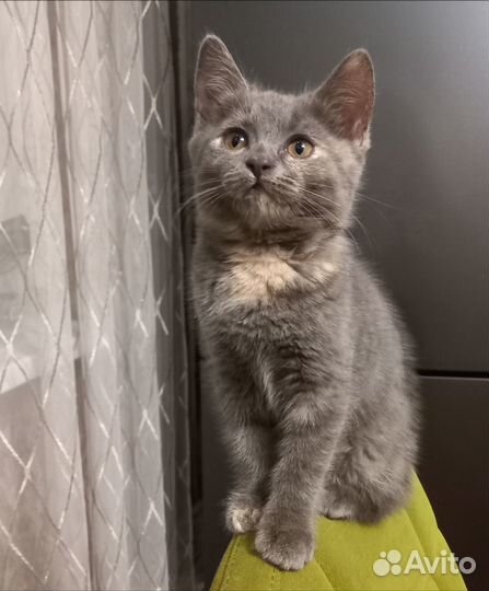 Кошечка серая 2 месяца