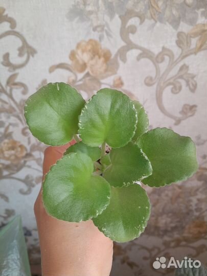 Фиалка сортовая Frozen in time