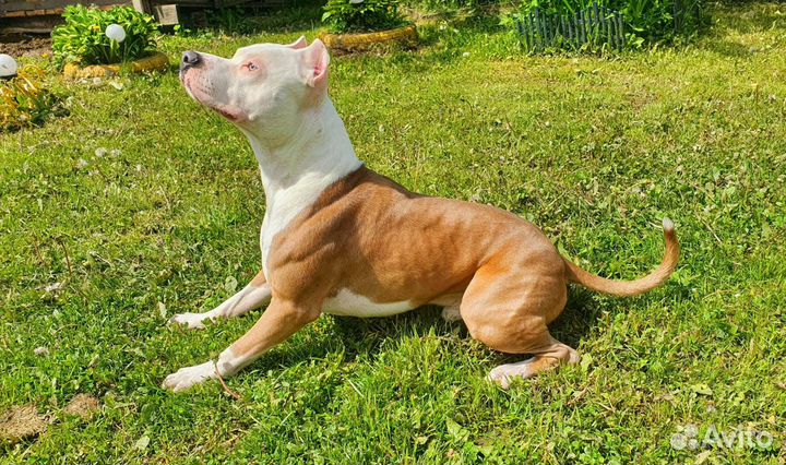 Американский Стаффордширский терьер вязка