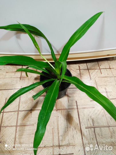 Хлорофитум