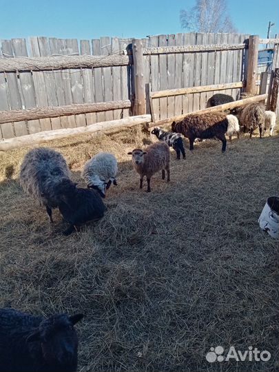 Овцы бараны