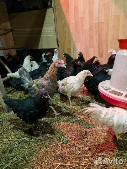 Куры молодки несушки