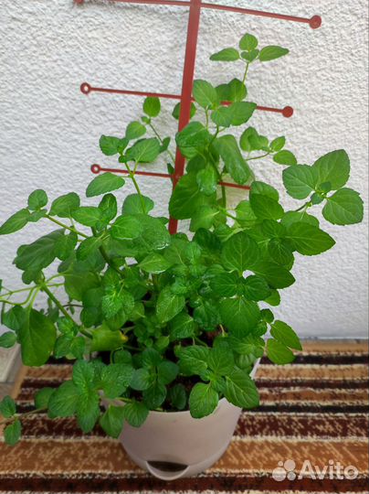 Мята сортовая