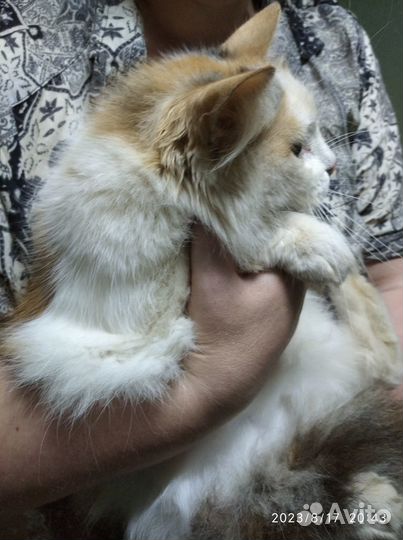 Кошечка Мурка в добрые руки