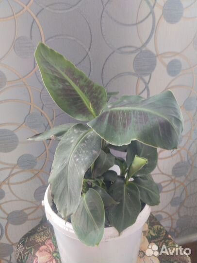 Банан киевский карлик