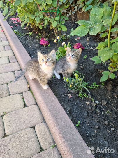 Отдам котят