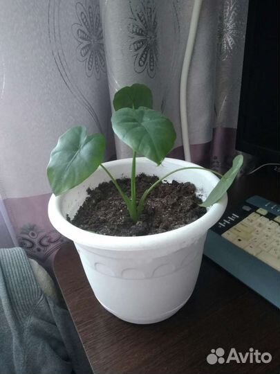 Комнатные цветы алоказия