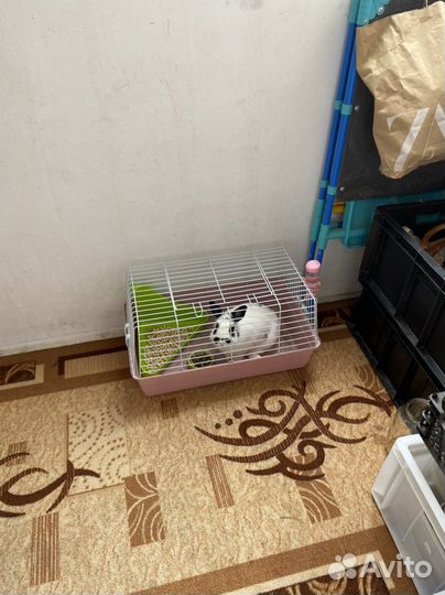 Кролик декоративный
