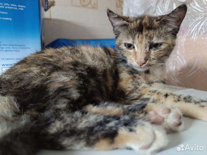 Кошка в дар