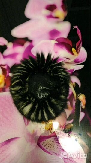 Шапка чернобурка