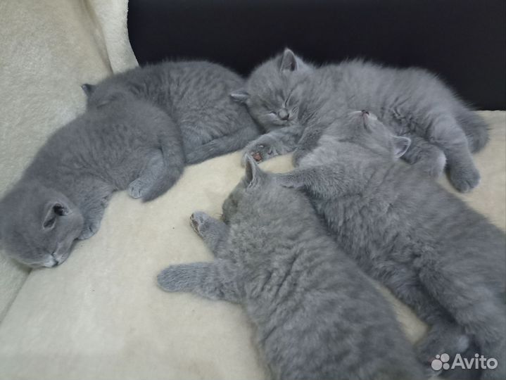 Британские котята