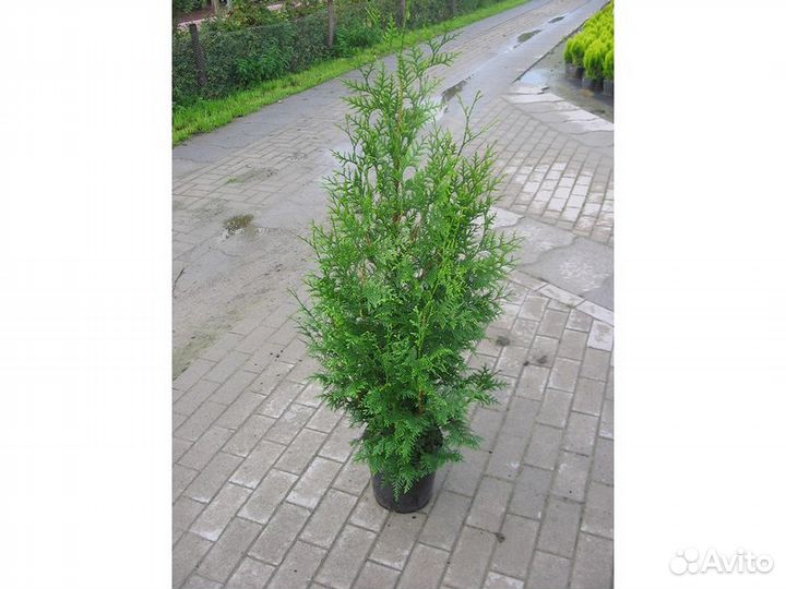 Туя западная