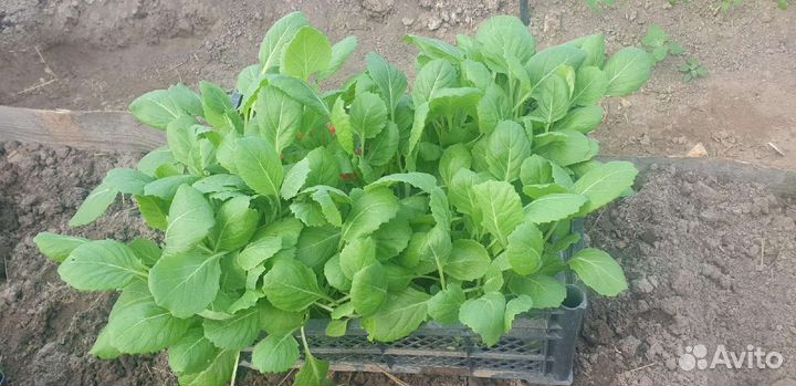 Рассада капусты