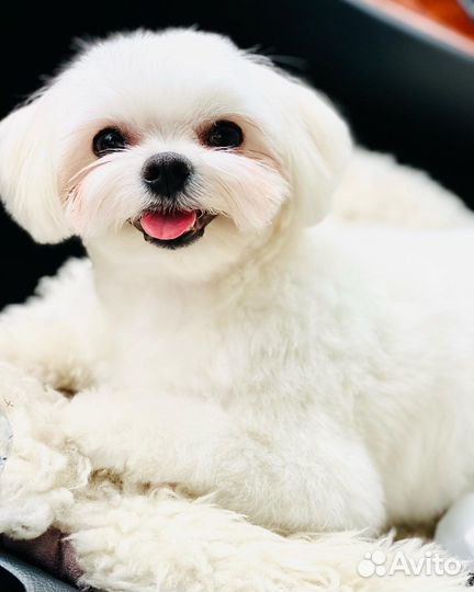 Мальтезе вязка (случка)