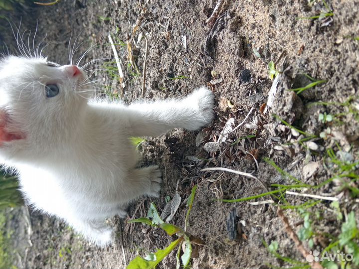 Отдам в хорошие руки котёнка 1,5 месяца