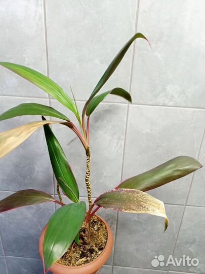 Кордилина мамбо