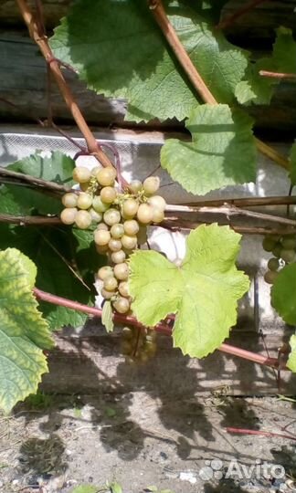 Виноград 2 года аромат лета