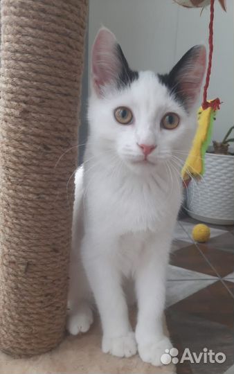 Спасите Борьку