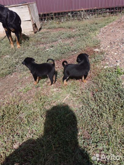 Щенки ротвейлера бесплатно