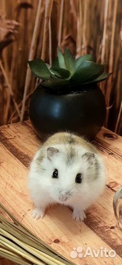 Джунгарский хомяк