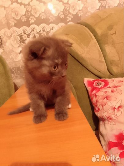 Продам британку веслоухою