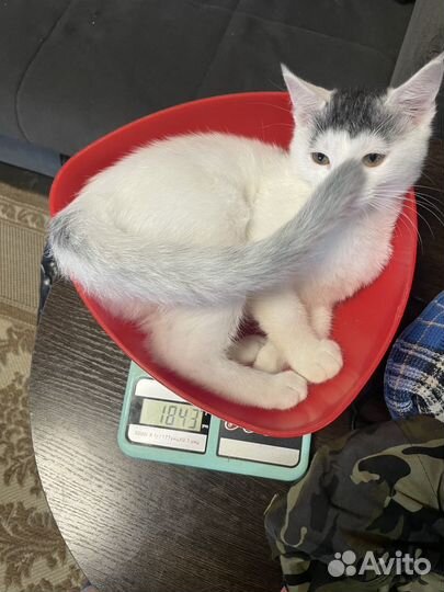 Котенок в добрые руки