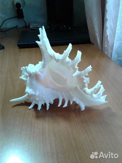 Раковина морская большая