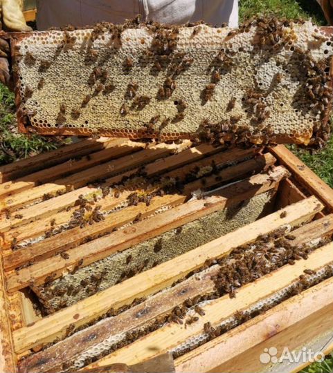 Мёд Алтайский Таёжный 2024г