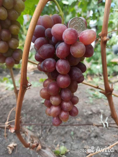 Саженцы винограда