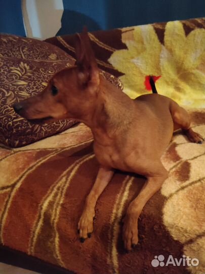 Цвергпинчер