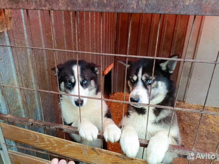 Щенки хаски