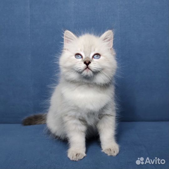 Невская маскарадная котята