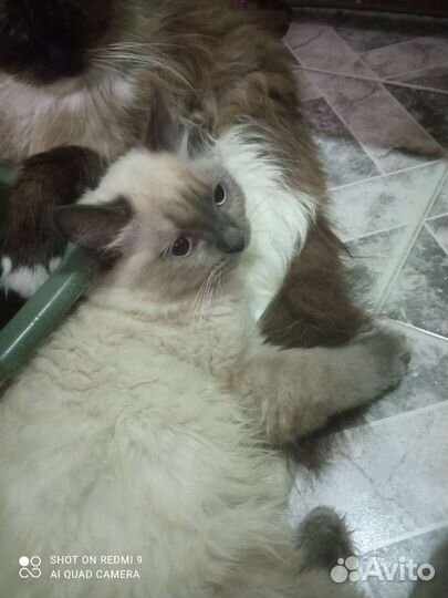 Кошка в дар бесплатно