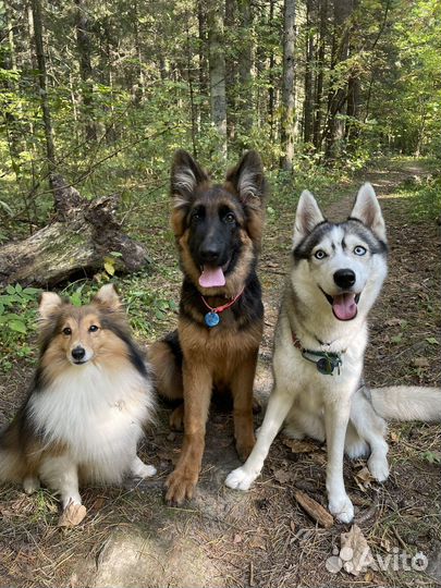 Домашняя передержка собак