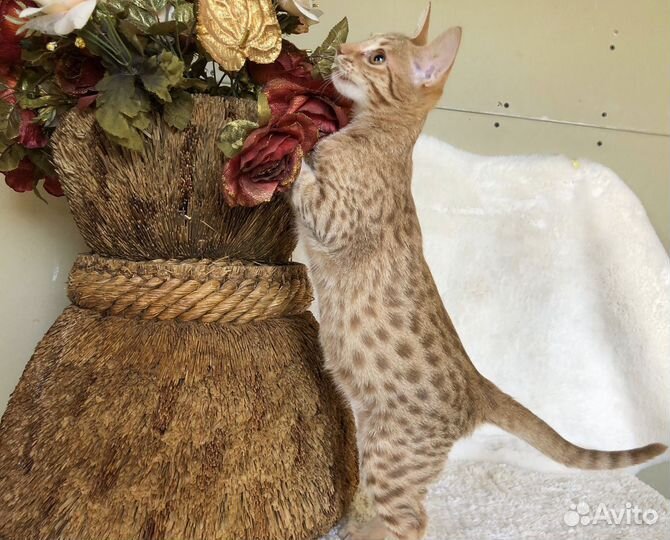 Красивейший котик Оцикет