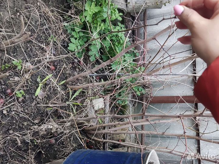 Саженцы унаби