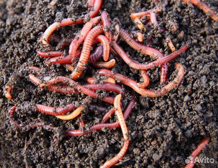Червь оптом