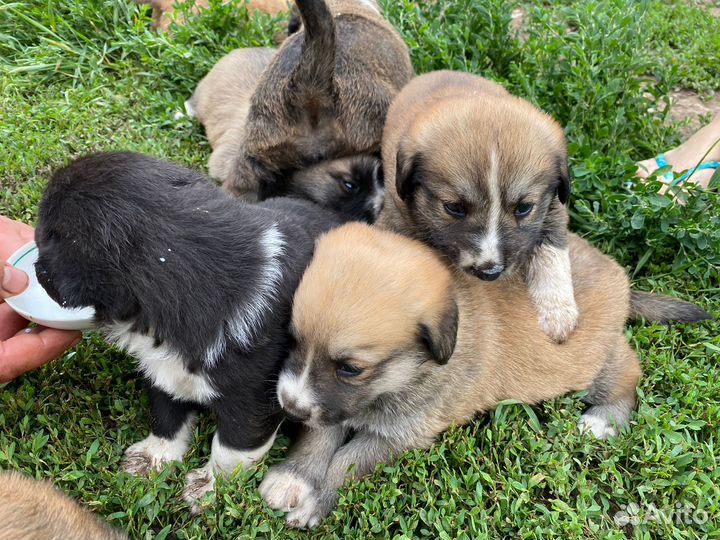 Отдадим щенков в добрые руки