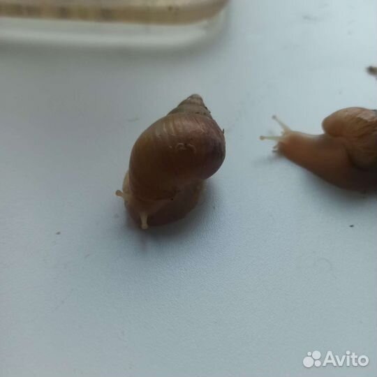 Улитки ахатины альбиносы