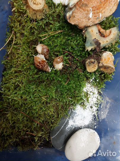 Улитки ахатины ретикулята альбино